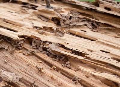 termite damage in wood