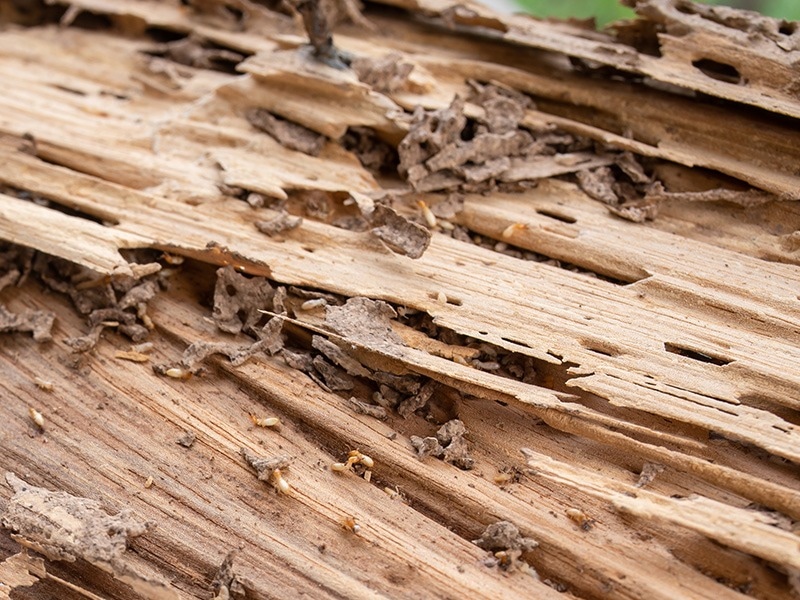 termite damage in wood