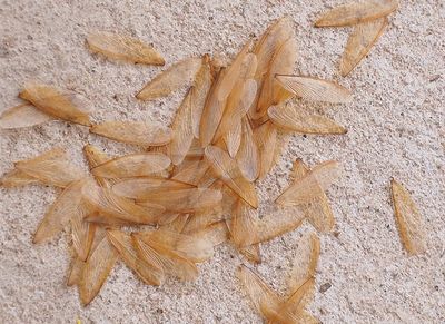 termite wings shed by swarming termites