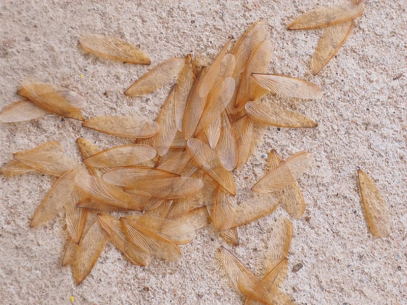 termite wings shed by swarming termites