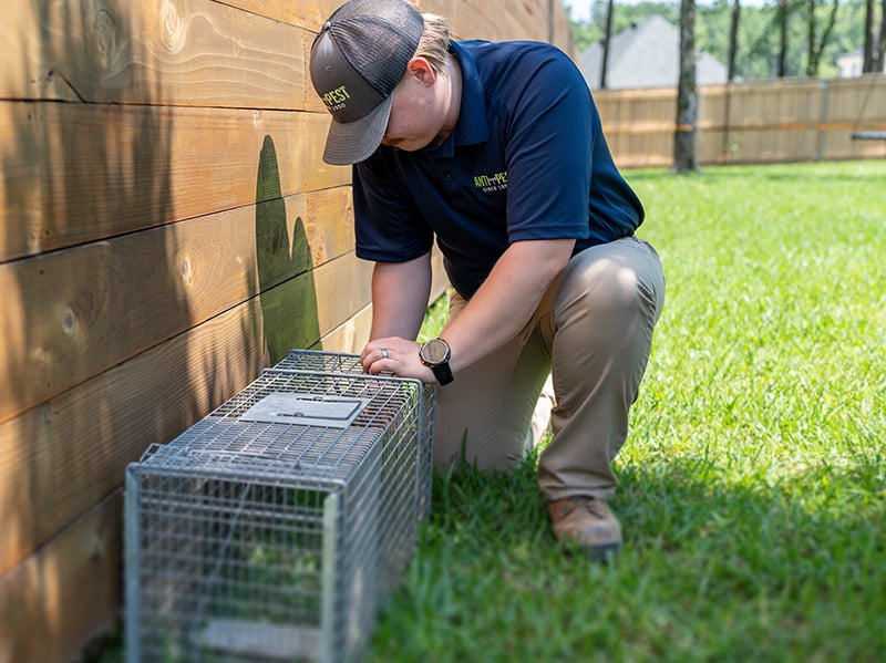 specialist setting up humane trap in shreveport