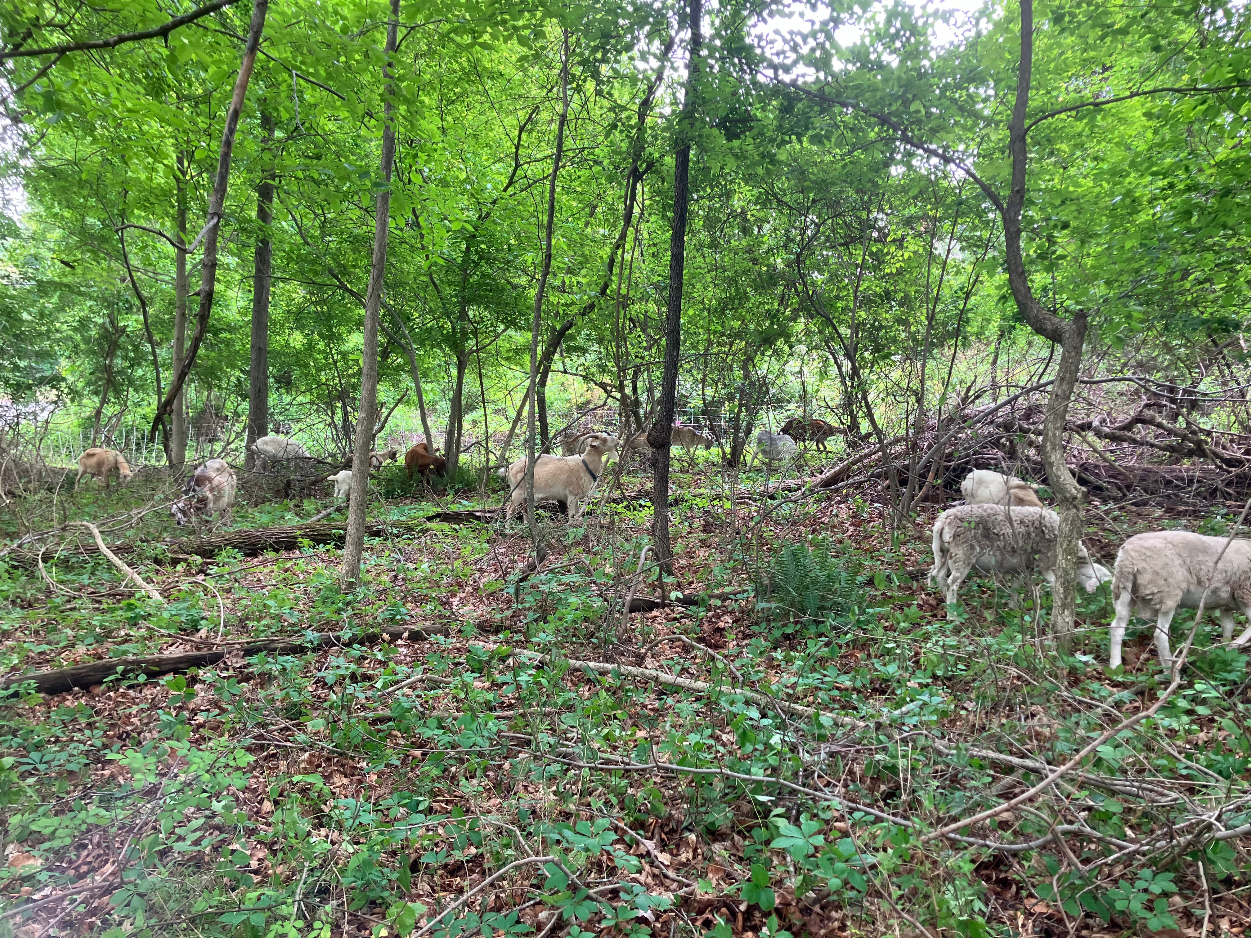 Group of goats in a forest