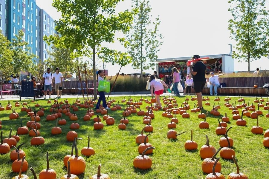 pumpkins