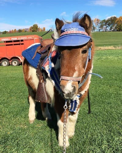 pony