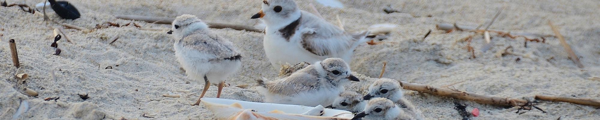 Birds on a beach