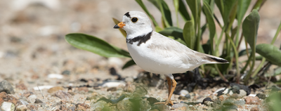 Piping plovers on beach
