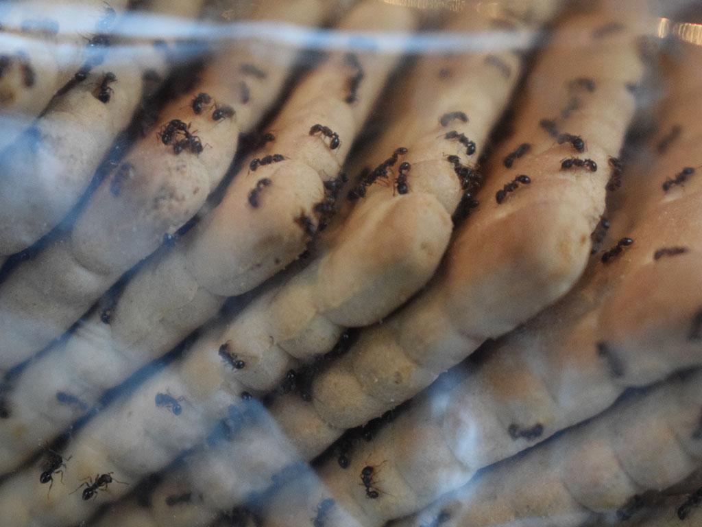 ants crawling on crackers in pantry