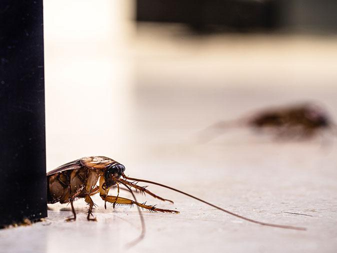cockroaches crawling on kitchen floor inside Albuquerque home