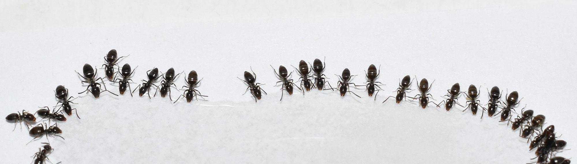 a group of ants eating off kitchen floor in albuquerque