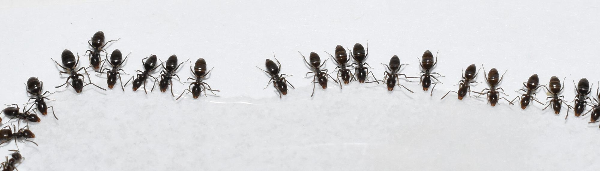 odorous house ants around a spill