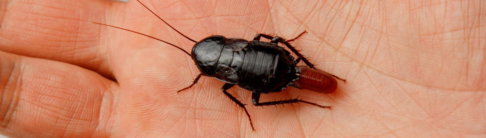 oriental cockroach in hand