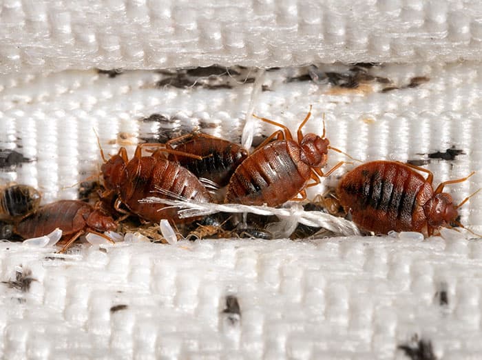 adult bed bugs, nymphs, bed bug eggs on mattress
