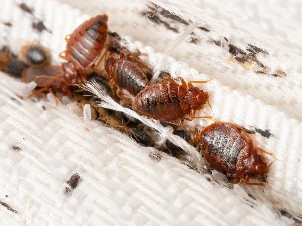 bed bugs crawling on mattress