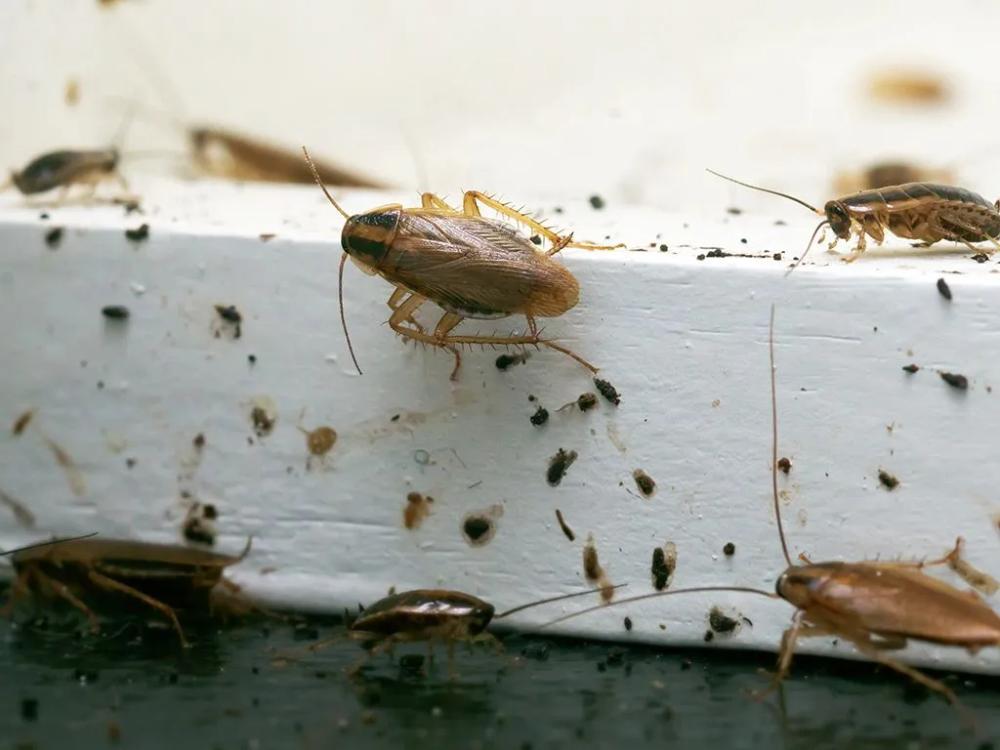 cockroaches crawling inside new mexico business