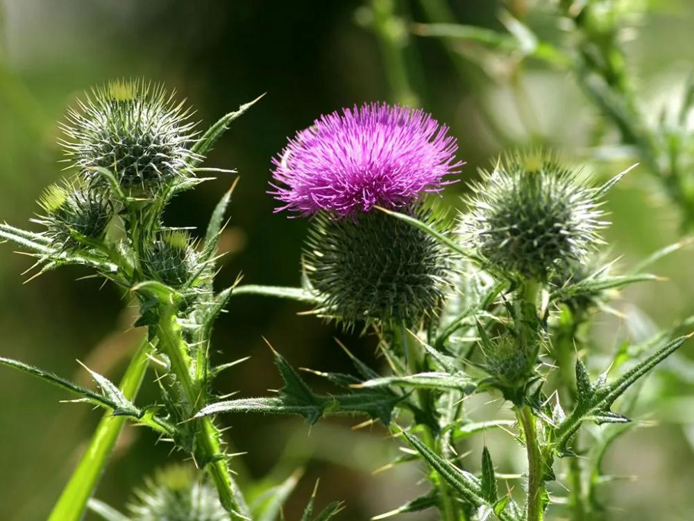 noxious weed in Albuquerque NM