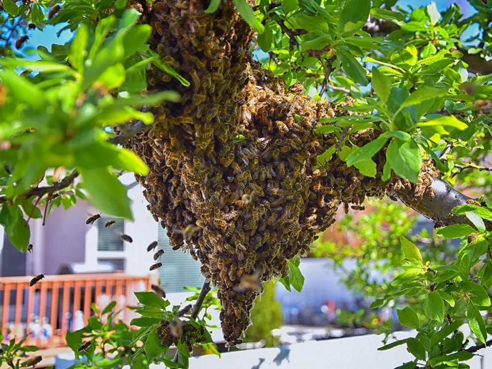 swarm of africanized killer bees in Albuquerque