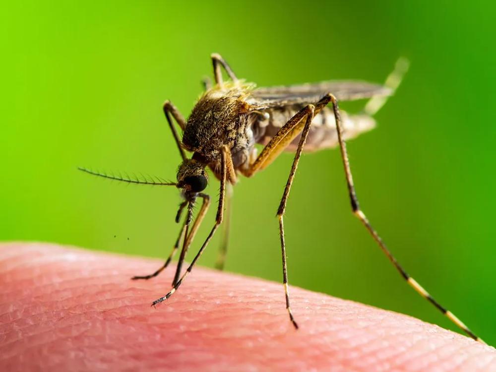 mosquito resting on person