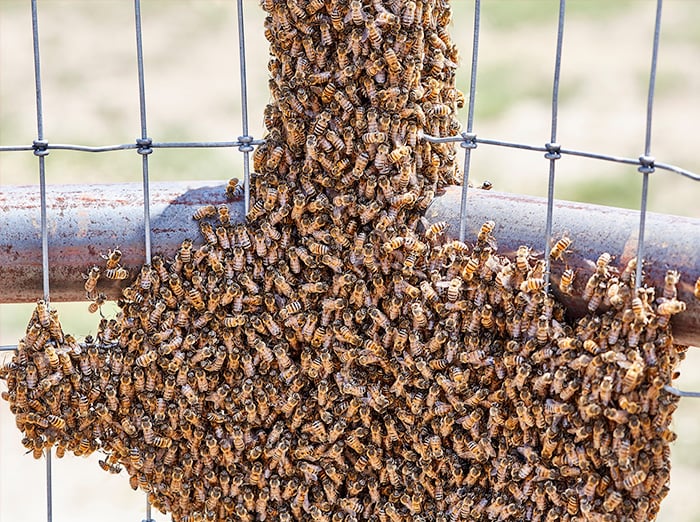 killer bees swarming on fence in albuquerque