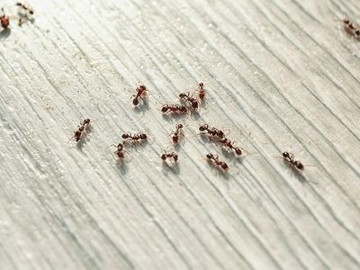 ants crawling on the floor inside NM home