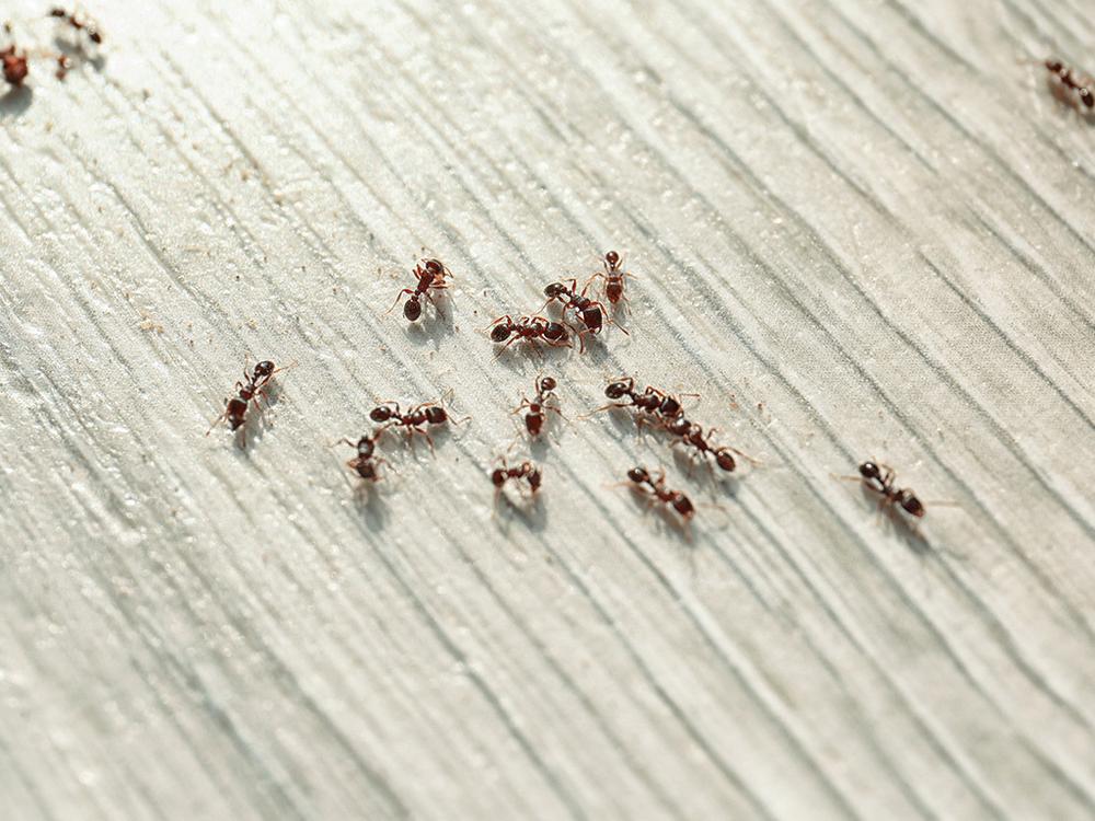 ants crawling across kitchen floor inside Albuquerque home