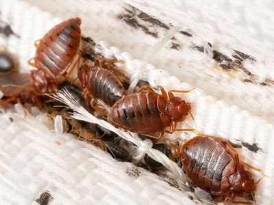 adult bed bugs and bed bug eggs tucked in a mattress seam