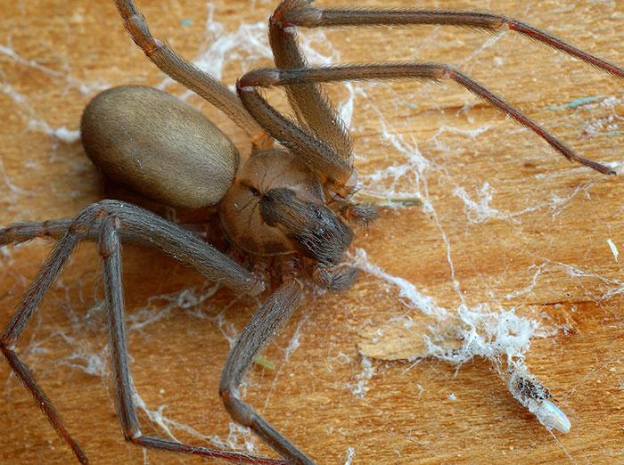 How dangerous are the spiders in Albuquerque homes?