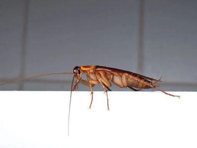 nasty cockroach infesting bathroom