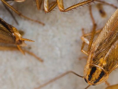 german cockroaches infesting albuquerque home