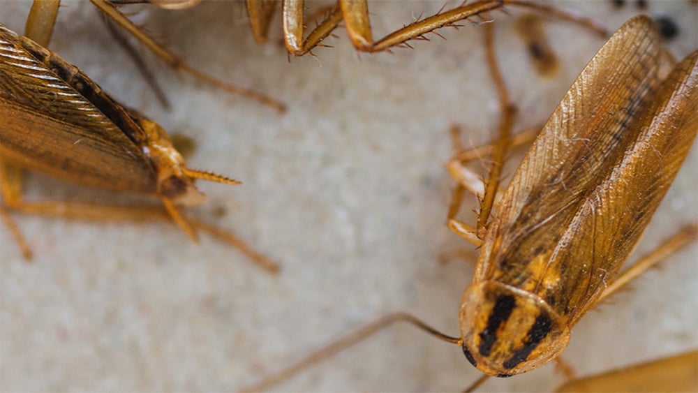 german cockroach infestation in the fall