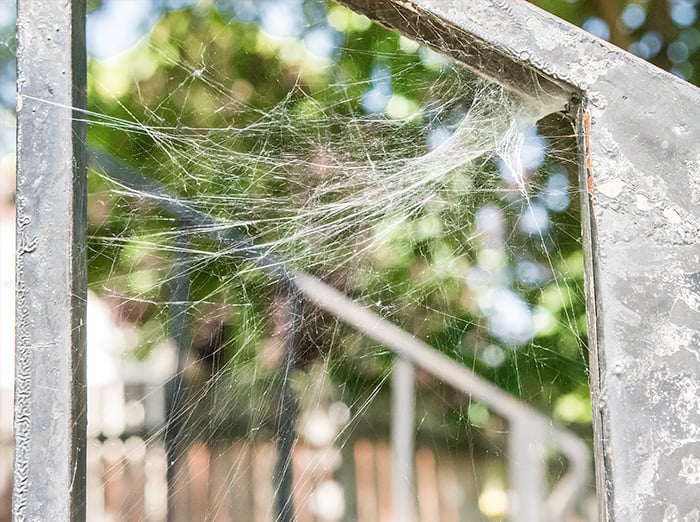 spider web attached to railing in albuquerque