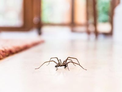 house spider crawling across floor in Albuquerque NM