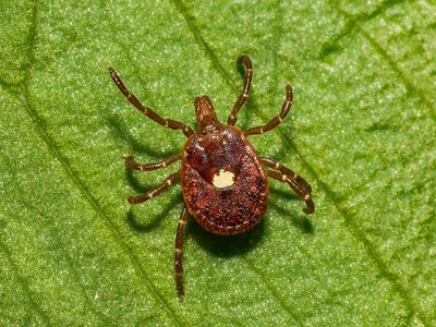 lone star tick crawling on leaf in New Mexico