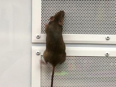 mouse sneaking into Albuquerque home