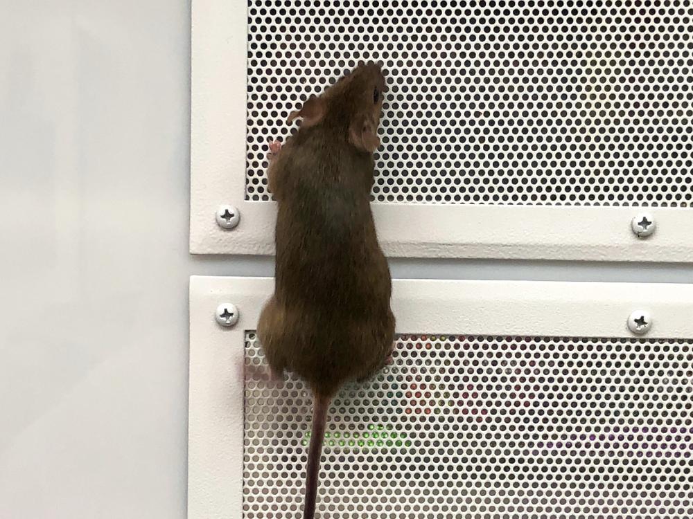 mouse in Albuquerque looking for a way into a home