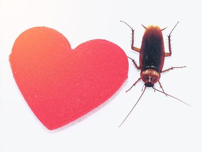 cockroach beside a heart