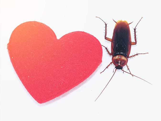 cockroach crawling near a red heart