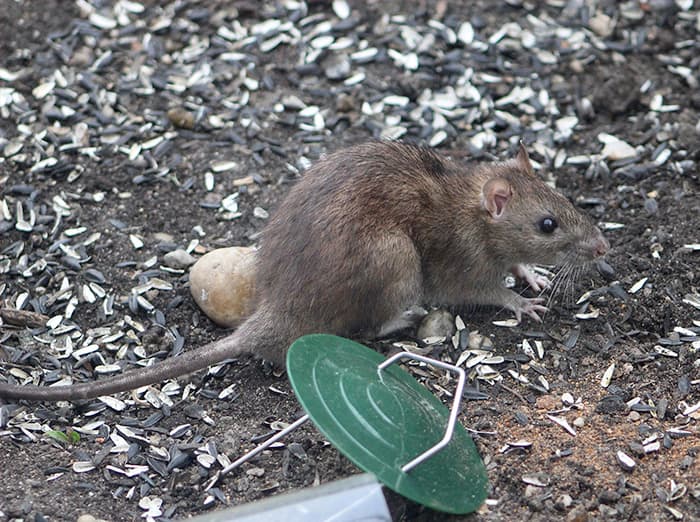 rat eating bird seed on the ground