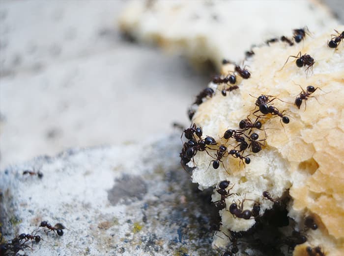 spring ants eating crumbs on kitchen floor