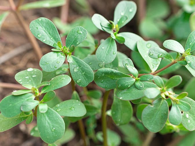 weeds attract pests in new mexico