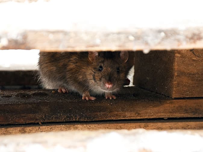 rat hiding under building materials