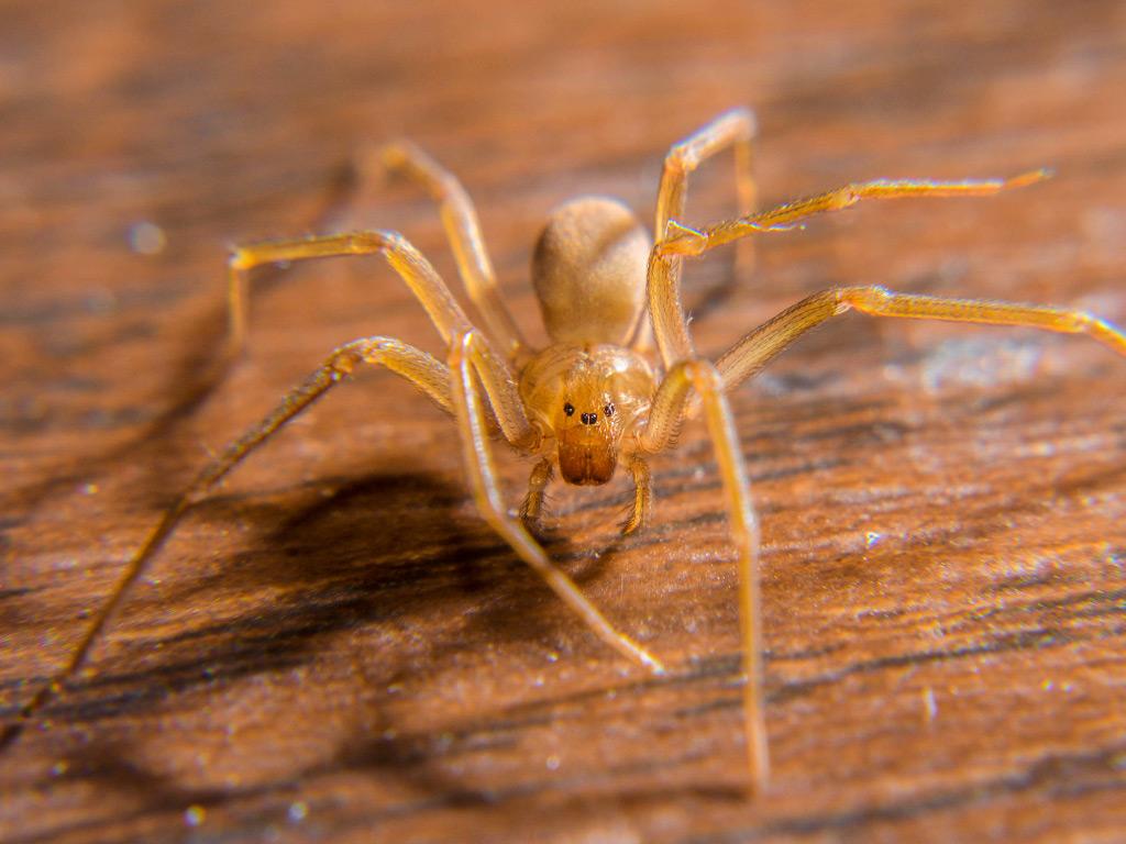 brown recluse spider crawling on floor