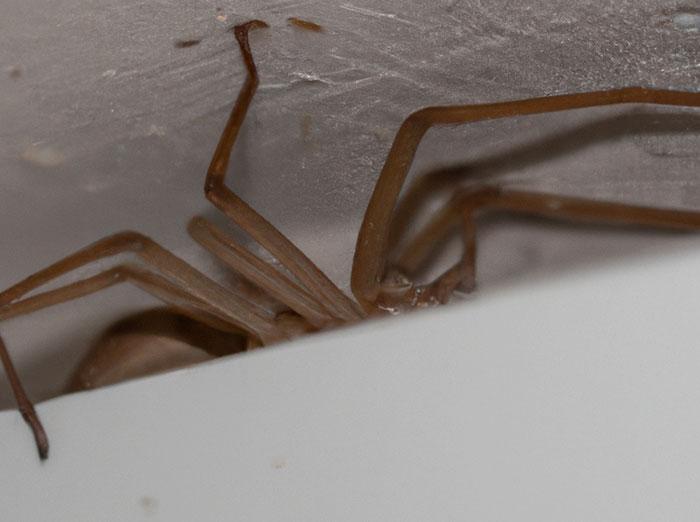 brown recluse spider in albuquerque home