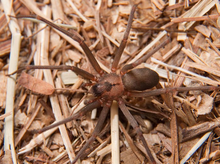 brown recluse spider outside Albuquerque home