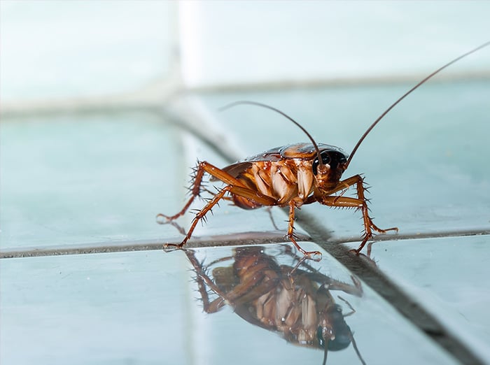roach crawling across kitchen tile in albuquerque