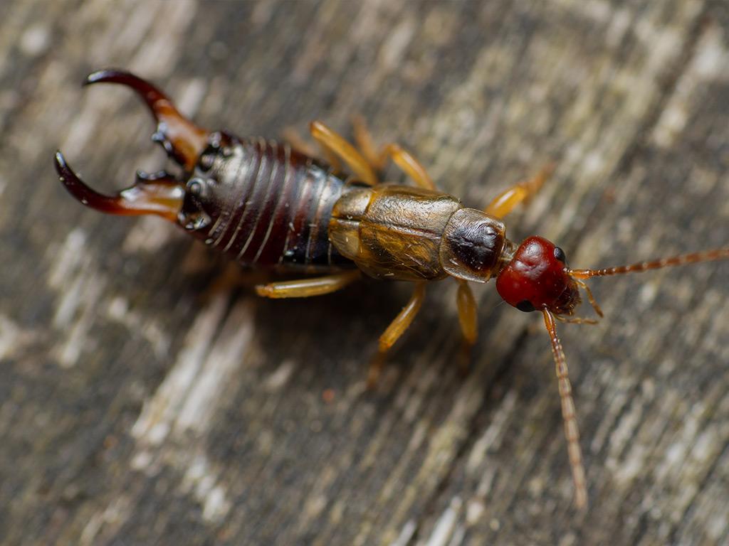 earwig crawling on wet deck