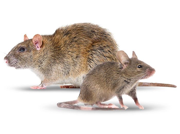 norway rat and house mouse in new mexico