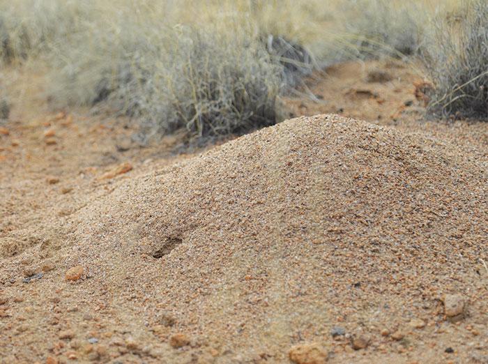 ant hill in albuquerque during drought