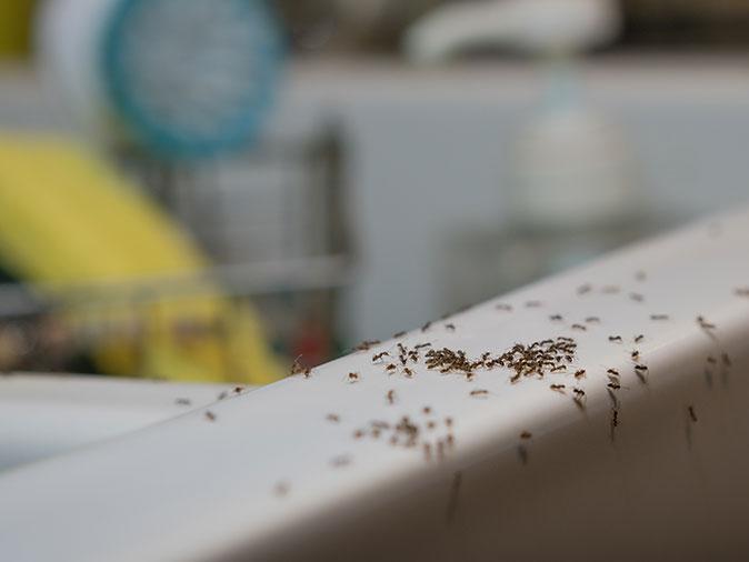 infesting ants crawling on edge of kitchen sink