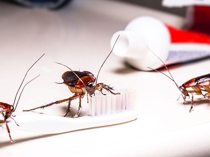 roaches crawling in bathroom in albuquerque