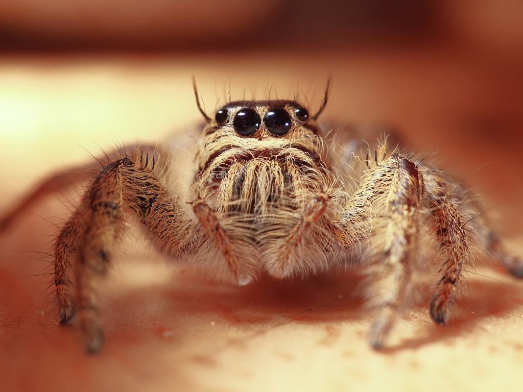 Jumping Spider, Pest Library